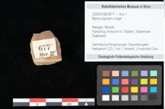 Foto (Objekt + Etikett) von Myrica lignitum Unger (NHMW-GEO-2024-0188-0677)